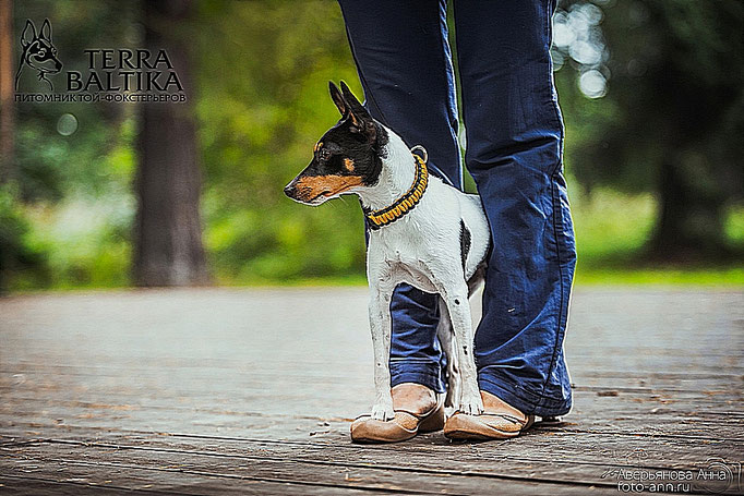 #тойфокстерьер #амертой #террабалтика #toyfoxterrier #terrabaltika #puppies #kennel