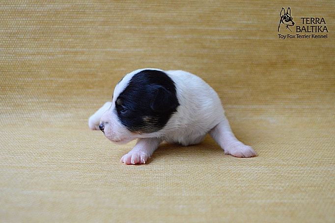 #тойфокстерьер #амертой #террабалтика #toyfoxterrier #terrabaltika #puppies #kennel
