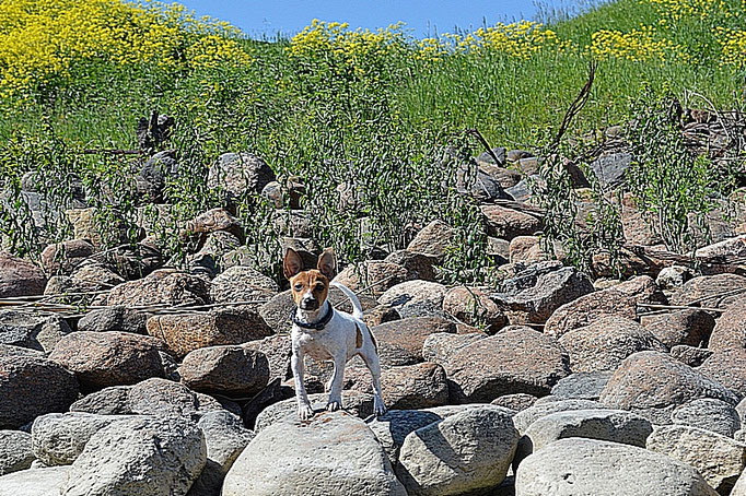 #тойфокстерьер #амертой #террабалтика #toyfoxterrier #terrabaltika #puppies #kennel