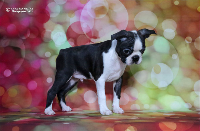 Бостон терьер, бостонский терьер, Boston terrier, щенки бостона, питомник бостон терьеров, Terra Baltika, Терра Балтика