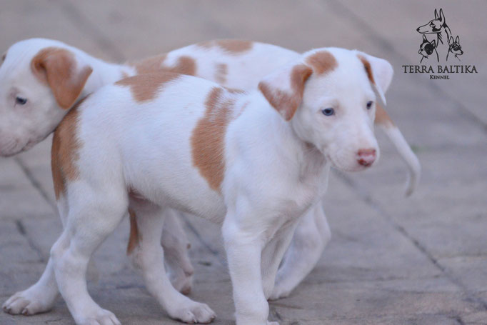 Поденко ибиценко, ибицкая борзая, ивисская борзая, ибизан, Podenco Ibicenco, Ibizan Hound, Terra Baltika, Терра Балтика