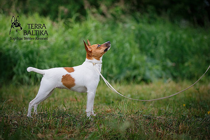 #тойфокстерьер #амертой #террабалтика #toyfoxterrier #terrabaltika #puppies #kennel