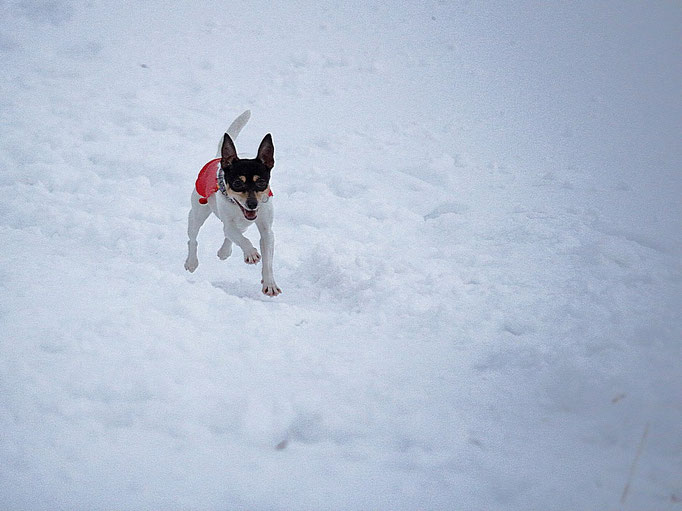 #тойфокстерьер #амертой #террабалтика #toyfoxterrier #terrabaltika #puppies #kennel