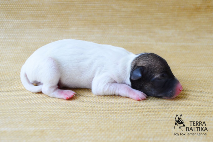 #тойфокстерьер #амертой #террабалтика #toyfoxterrier #terrabaltika #puppies #kennel