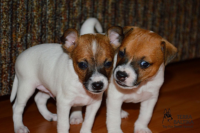 #тойфокстерьер #амертой #террабалтика #toyfoxterrier #terrabaltika #puppies #kennel