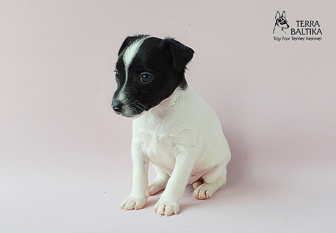 #тойфокстерьер #амертой #террабалтика #toyfoxterrier #terrabaltika #puppies #kennel