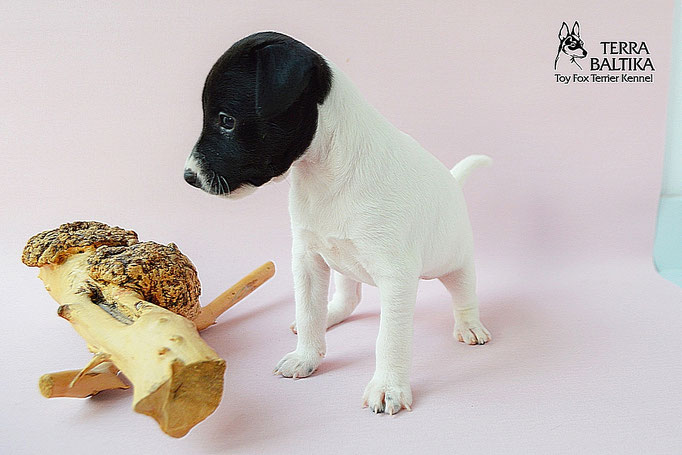 #тойфокстерьер #амертой #террабалтика #toyfoxterrier #terrabaltika #puppies #kennel
