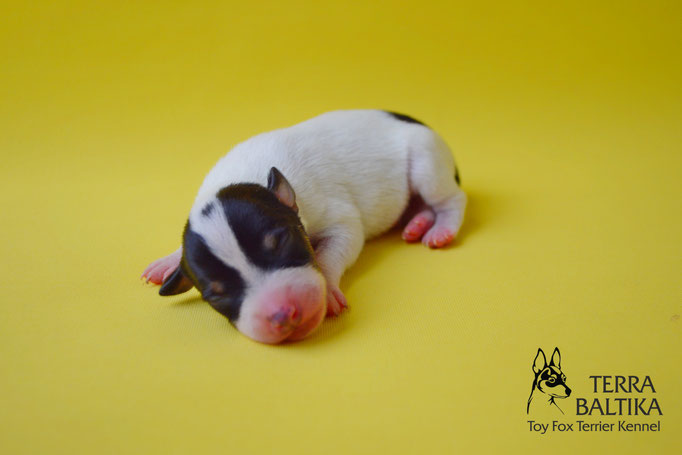 #тойфокстерьер #амертой #террабалтика #toyfoxterrier #terrabaltika #puppies #kennel #маленькаясобака #минипорода #маленькаяпородасобак #собачканамаленькихножках #американскийтойфокстерьер #тойфокс #americantoyfoxterrier