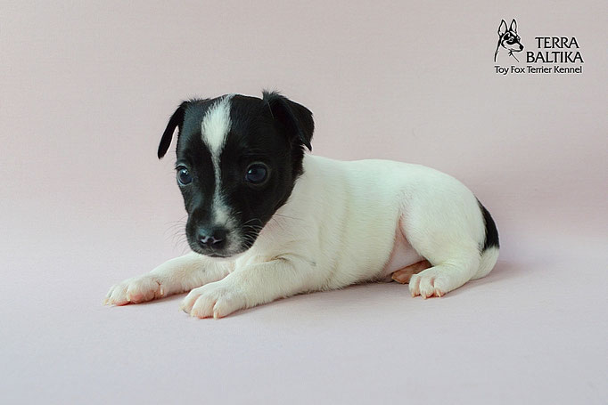 #тойфокстерьер #амертой #террабалтика #toyfoxterrier #terrabaltika #puppies #kennel