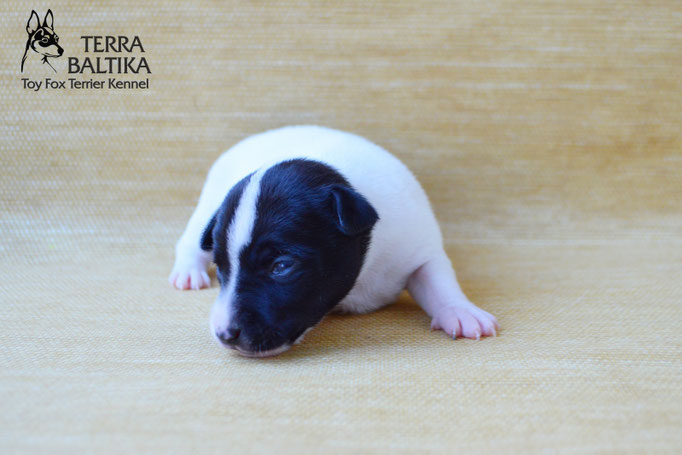 #тойфокстерьер #амертой #террабалтика #toyfoxterrier #terrabaltika #puppies #kennel