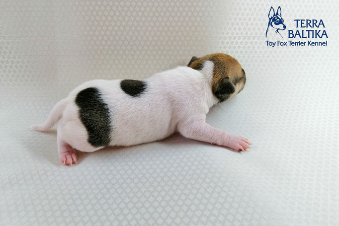 #тойфокстерьер #амертой #террабалтика #toyfoxterrier #terrabaltika #puppies #kennel #маленькаясобака #минипорода #маленькаяпородасобак #собачканамаленькихножках #американскийтойфокстерьер #тойфокс #americantoyfoxterrier