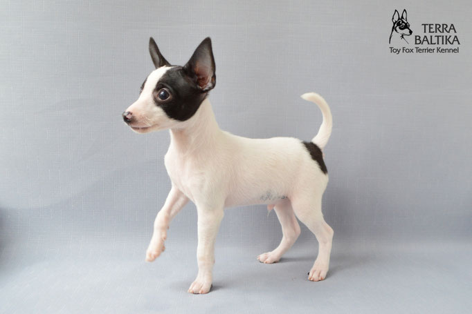 #тойфокстерьер #амертой #террабалтика #toyfoxterrier #terrabaltika #puppies #kennel