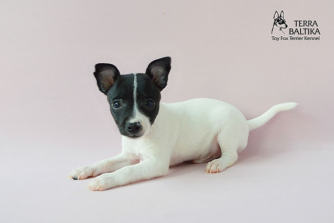 #тойфокстерьер #амертой #террабалтика #toyfoxterrier #terrabaltika #puppies #kennel