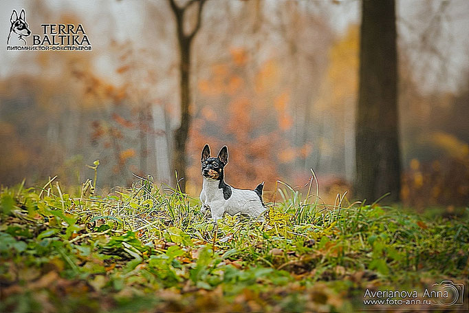 #тойфокстерьер #амертой #террабалтика #toyfoxterrier #terrabaltika #puppies #kennel