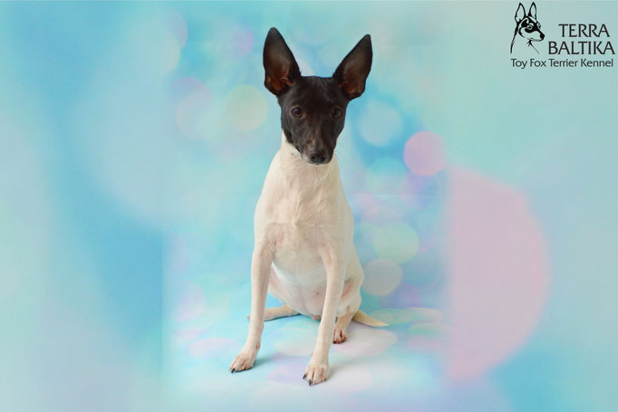 #тойфокстерьер #амертой #террабалтика #toyfoxterrier #terrabaltika #puppies #kennel