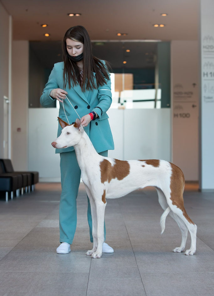 Поденко ибиценко, ибицкая борзая, ивисская борзая, ибизан, Podenco Ibicenco, Ibizan Hound, Terra Baltika, Терра Балтика