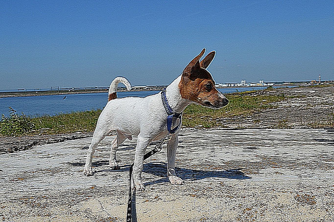 #тойфокстерьер #амертой #террабалтика #toyfoxterrier #terrabaltika #puppies #kennel