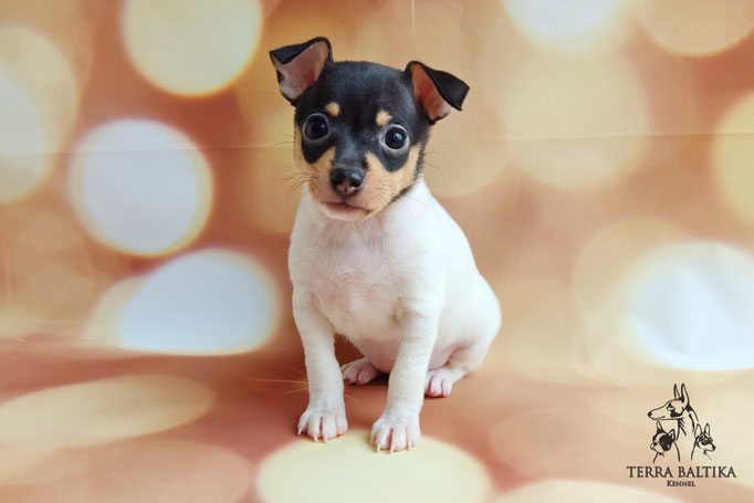 Той-фокстерьер, той-фокс, амертой, тфт, американский той-фокстерьер, Toy fox Terrier
