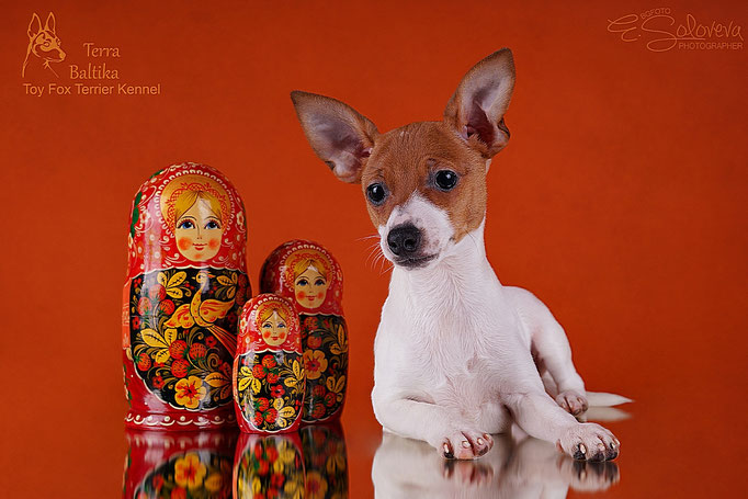 #тойфокстерьер #амертой #террабалтика #toyfoxterrier #terrabaltika #puppies #kennel
