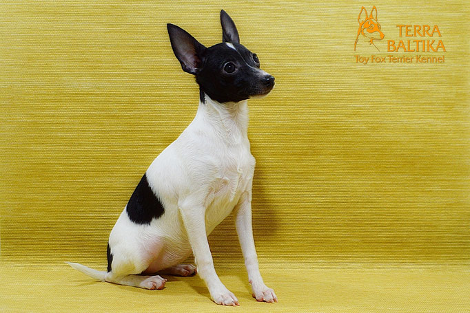 #тойфокстерьер #амертой #террабалтика #toyfoxterrier #terrabaltika #puppies #kennel