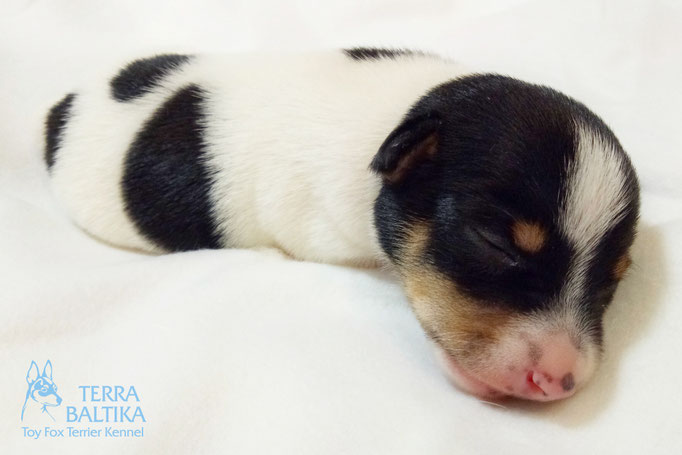 #тойфокстерьер #амертой #террабалтика #toyfoxterrier #terrabaltika #puppies #kennel