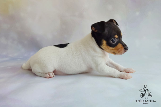 Той-фокстерьер, амертой, той-фокс, американский той-фокстерьер, щенки той-фокстерьера, питомник той-фокстерьеров, Terra Baltika, Toy Fox Terrier, Терра Балтика