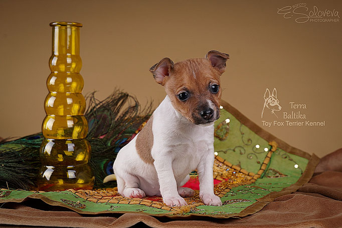 #тойфокстерьер #амертой #террабалтика #toyfoxterrier #terrabaltika #puppies #kennel