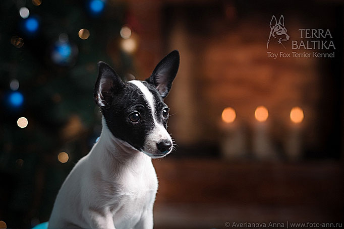 #тойфокстерьер #амертой #террабалтика #toyfoxterrier #terrabaltika #puppies #kennel