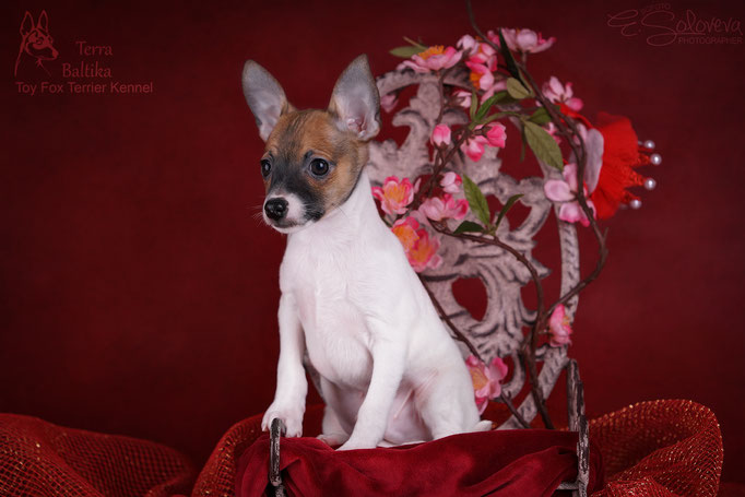 #тойфокстерьер #амертой #террабалтика #toyfoxterrier #terrabaltika #puppies #kennel