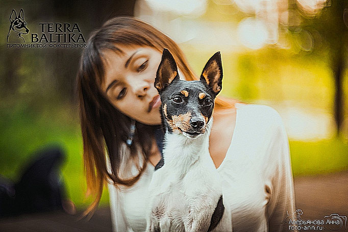 #тойфокстерьер #амертой #террабалтика #toyfoxterrier #terrabaltika #puppies #kennel