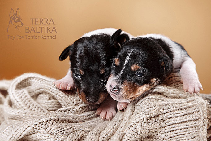 #тойфокстерьер #амертой #террабалтика #toyfoxterrier #terrabaltika #puppies #kennel