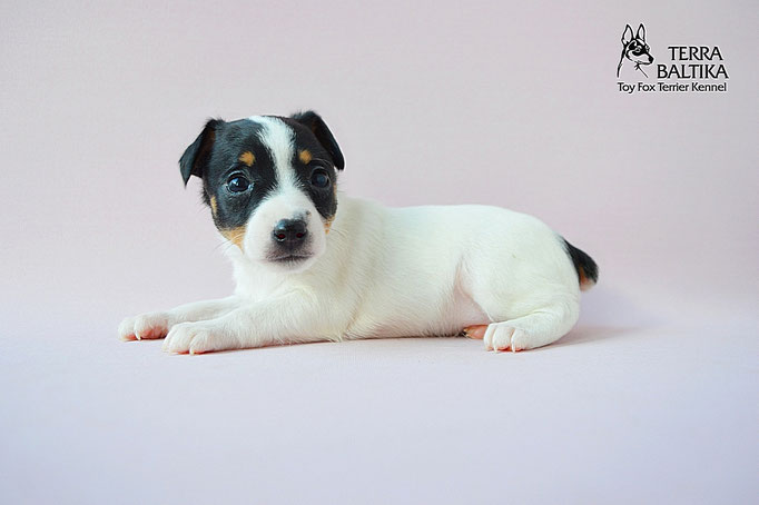 #тойфокстерьер #амертой #террабалтика #toyfoxterrier #terrabaltika #puppies #kennel