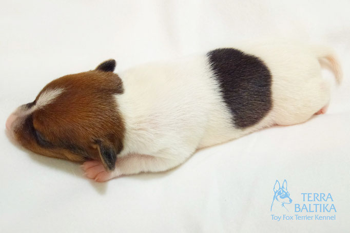 #тойфокстерьер #амертой #террабалтика #toyfoxterrier #terrabaltika #puppies #kennel