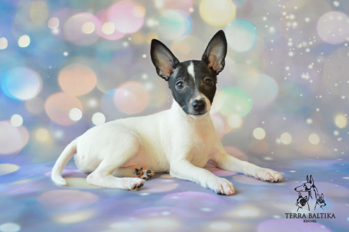 Той-фокстерьер, той-фокс, амертой, американский той-фокстерьер, Toy Fox Terrier