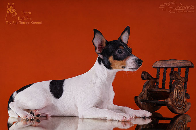 #тойфокстерьер #амертой #террабалтика #toyfoxterrier #terrabaltika #puppies #kennel