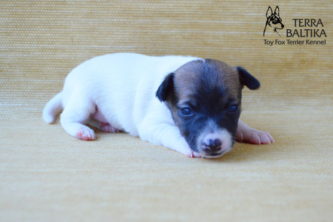 #тойфокстерьер #амертой #террабалтика #toyfoxterrier #terrabaltika #puppies #kennel