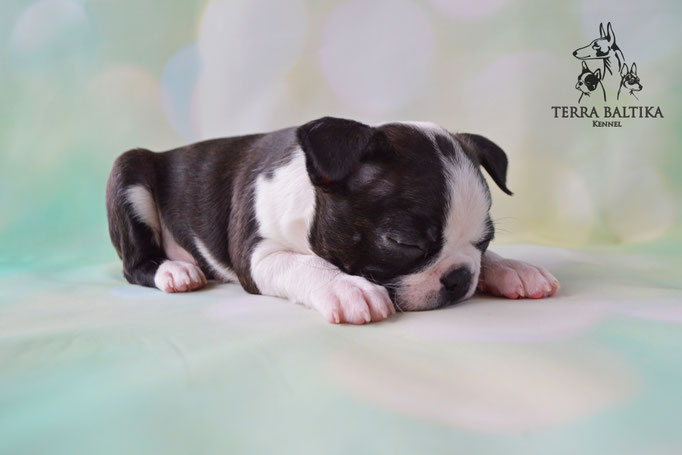 бостон терьер, бостонский терьер, boston terrier, бостон, щенки бостона, питомник бостонов