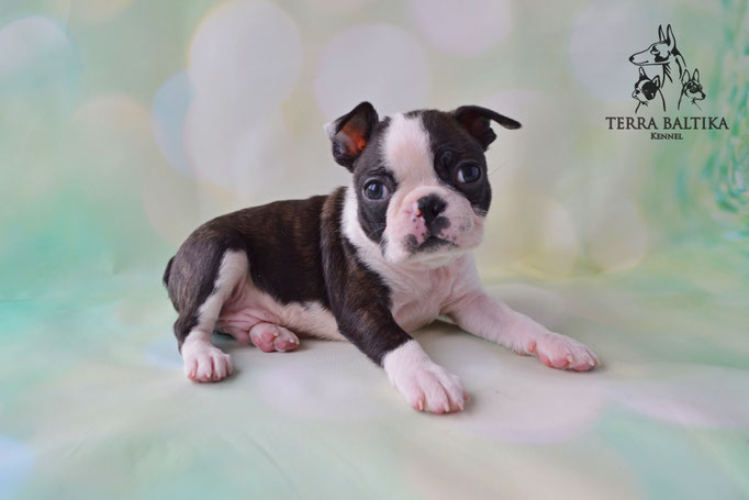 бостон терьер, бостонский терьер, boston terrier, бостон, щенки бостона, питомник бостонов