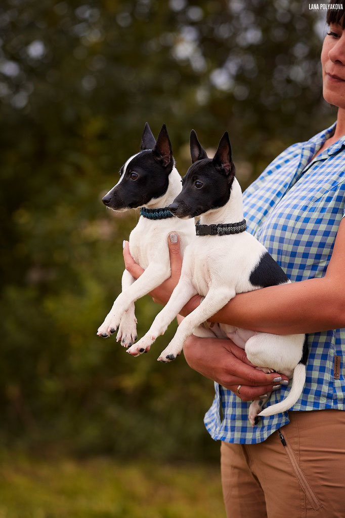 #тойфокстерьер #амертой #террабалтика #toyfoxterrier #terrabaltika #puppies #kennel