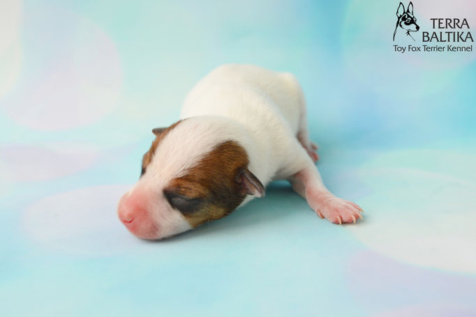 #тойфокстерьер #амертой #террабалтика #toyfoxterrier #terrabaltika #puppies #kennel