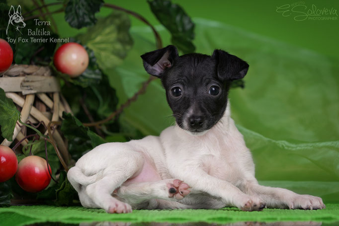 #тойфокстерьер #амертой #террабалтика #toyfoxterrier #terrabaltika #puppies #kennel