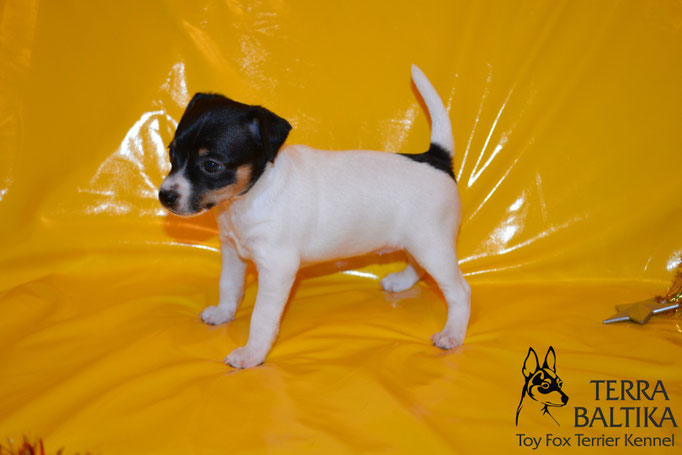 #тойфокстерьер #амертой #террабалтика #toyfoxterrier #terrabaltika #puppies #kennel