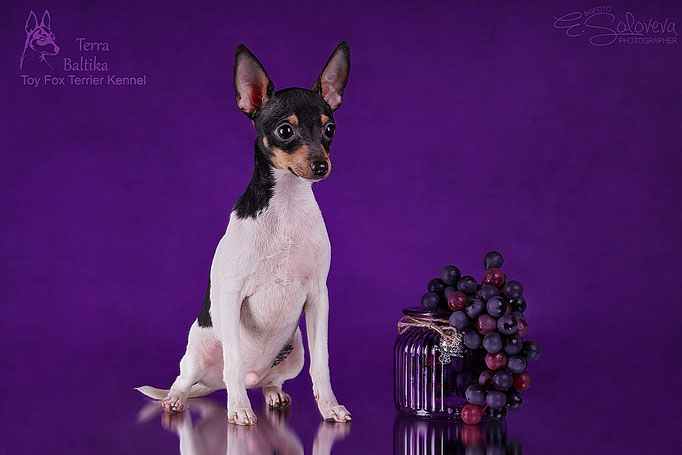 #тойфокстерьер #амертой #террабалтика #toyfoxterrier #terrabaltika #puppies #kennel