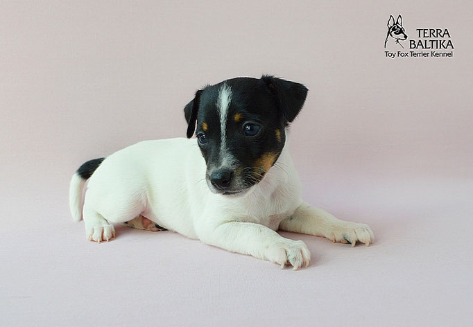 #тойфокстерьер #амертой #террабалтика #toyfoxterrier #terrabaltika #puppies #kennel