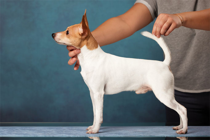 той-фокстерьер, той-фокс, амертой, американский той-фокстерьер, toy fox terrier, terra baltika, терра балтика