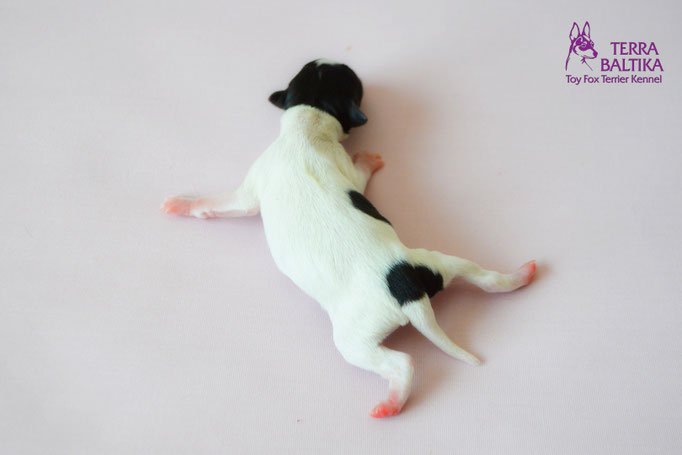 #тойфокстерьер #амертой #террабалтика #toyfoxterrier #terrabaltika #puppies #kennel