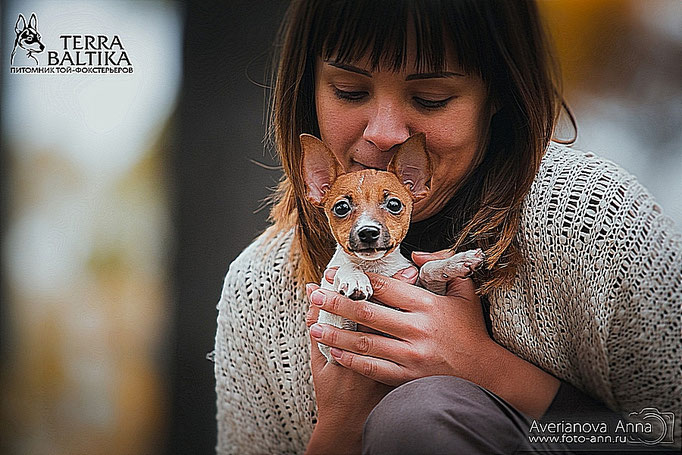 #тойфокстерьер #амертой #террабалтика #toyfoxterrier #terrabaltika #puppies #kennel