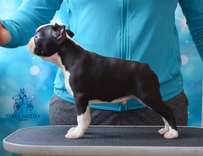 бостон терьер, бостонский терьер, boston terrier, бостон, щенки бостона, питомник бостонов