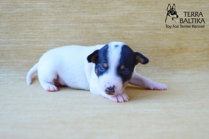 #тойфокстерьер #амертой #террабалтика #toyfoxterrier #terrabaltika #puppies #kennel