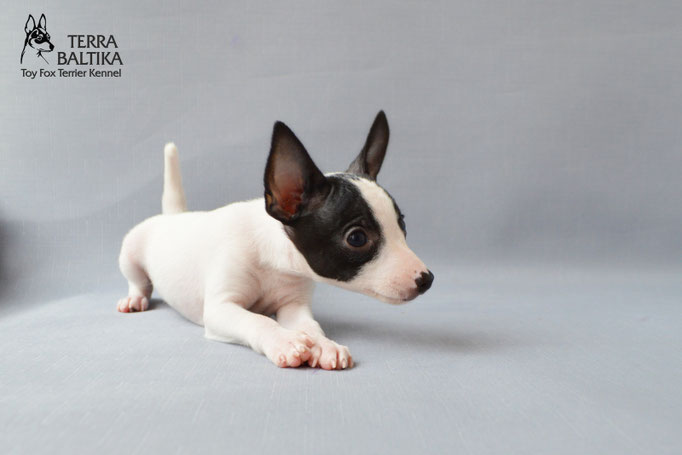#тойфокстерьер #амертой #террабалтика #toyfoxterrier #terrabaltika #puppies #kennel